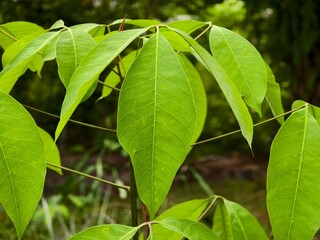 young rubber tree leaves (Hevea brasiliensis) with blurred background