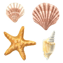 Whimsical seashells set. Hand drawn watercolor illustration of shells on isolated background. Drawing of Scallop and Starfish. Sketch of cockleshell for greeting cards, invitations. Underwater clipart