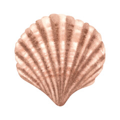 Watercolor scallop in pastel color. Hand draw illustration of marine bivalve mollusk in shell on Isolated background. Art of Seashell for nursery wall art, childish greeting cards or baby invitations.