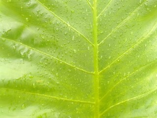 Water Droplets on Green Leaf Surface – Nature Macro Photography*