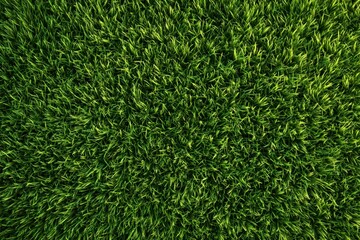 Green Grass Ground