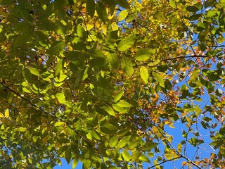 神田川11月：紅葉と快晴の空 2024/11/29