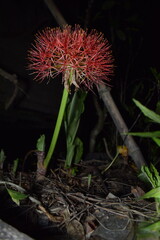 Scadoxus multiflorus or blood lily, is a bulbous perennial plant native to tropical and subtropical regions of South Africa. It is a member of the Amaryllis family. With the photo taken at night.