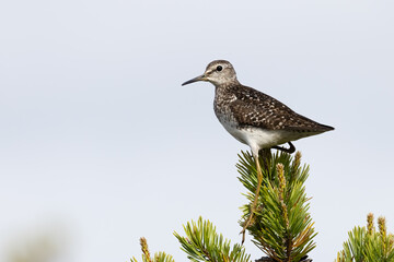 wood sandpiper