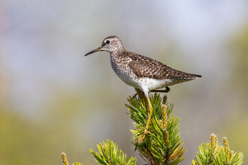 wood sandpiper
