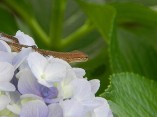 アジサイの花の上にいるトカゲ