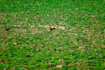 HARIDWAR ANIMALS NATURE