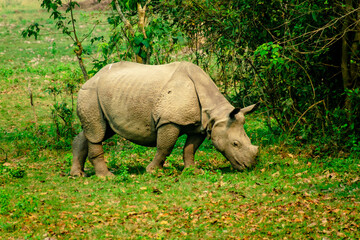 Fototapeta premium rhino in the grass