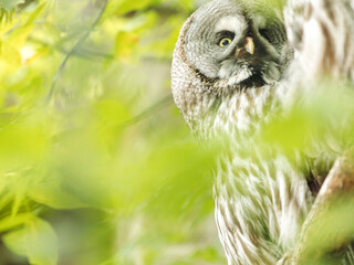 Portrait of Great grey owl, Strix nebulosa, hidden behind tree trunk in the summer forest. Wildlife...