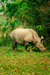 Naklejka premium rhino in the grass