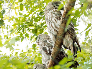 Portrait of Great grey owl, Strix nebulosa, hidden behind tree trunk in the summer forest. Wildlife scene from wild nature.
