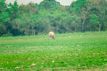 rhino in the field