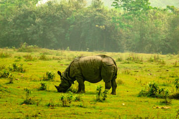 Fototapeta premium rhino in the grass