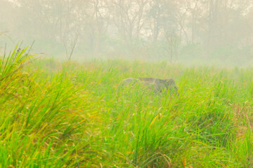 HARIDWAR ANIMALS NATURE
