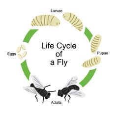 Educational vector illustration showing the life cycle of a fly. This diagram includes the four main stages: eggs, larvae (maggots), pupae, and adult flies. Perfect for biology learning materials