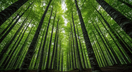 Fototapeta premium Breathtaking low-angle view of tall green trees in a sun-drenched forest, creating an atmosphere of tranquility