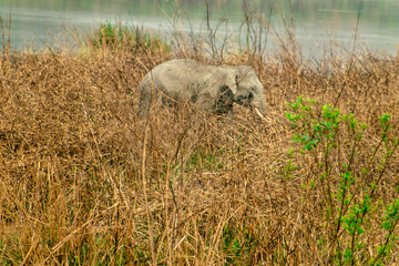 HARIDWAR ANIMALS NATURE