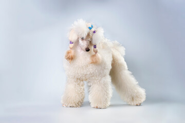 A purebred Poodle poses in front of the camera. Studio photo of a dog
