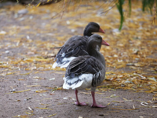 Canada geese in the park in autumn.