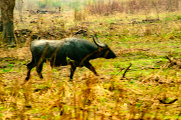 HARIDWAR ANIMALS NATURE