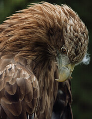 Obraz premium The white-tailed eagle, Haliaeetus albicilla, Close-up of a bird's head. Portrait bird in the zoo.