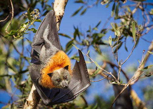 A Grey-headed Flying Fox, a large fruit eating bat, hangs upside down in the Varsity Lakes Wetlands, Gold Coast, Queensland, Australia, its vibrant orange fur glowing in the sunlight. - Powered by Adobe