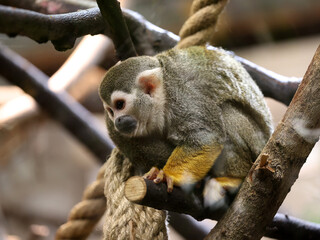 Cute picture of a squirrel monkey in a tree
