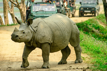 Fototapeta premium rhino in the grass
