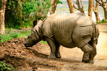 rhino in the zoo