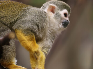 Central American squirrel monkey in the zoo, close up.