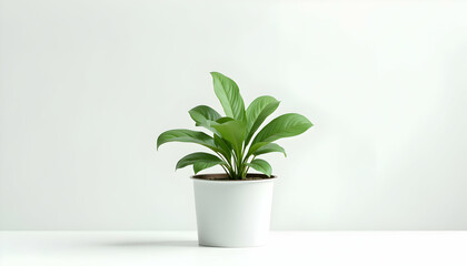 Potted Plant on White Background Indoor Home Decor