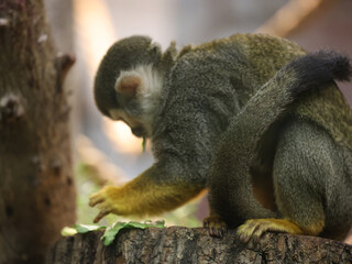 Monkey in zoo. Central American squirrel monkey.