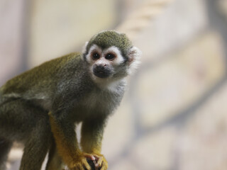 Monkey in zoo. Central American squirrel monkey.