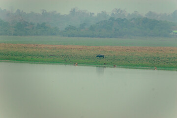 HARIDWAR ANIMALS NATURE
