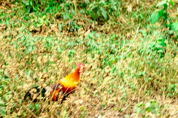 HARIDWAR ANIMALS NATURE
