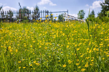 A large field of small yellow flowers on a sunny summer day. An old slanted fence in the background...
