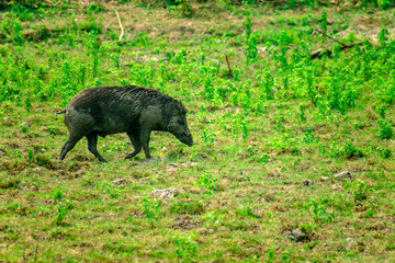 HARIDWAR ANIMALS NATURE
