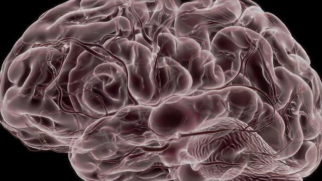 Opaque brain with red veins, detail of convolutions on a black backdrop