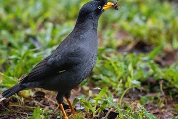 Javan Myna Starling Carrying Small Objects in Its Beak While Perching on Grassy Ground