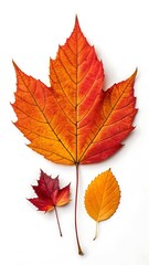Obraz premium Three autumn leaves isolated on white background