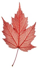 Fototapeta premium Single red maple leaf skeleton isolated on white background