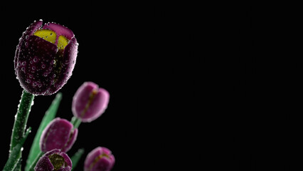 Dense water droplet on pink tulip petal with dark background (3D Rendering)