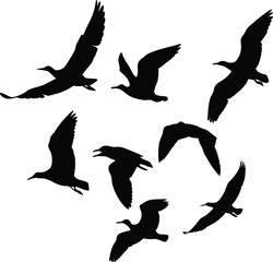 Comprehensive Black White Silhouette Illustration Bird Set