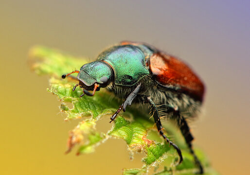 Phyllopertha horticola on a leaf