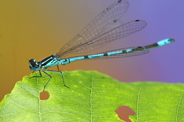 Coenagrionidae moth on straw