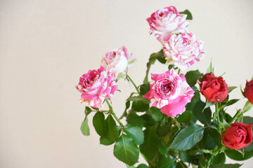 ピンクと赤のばら