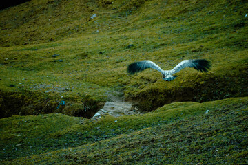 landscape with mountains
