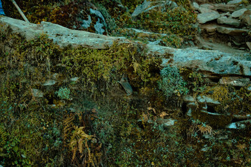moss on stone