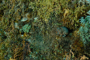 coral reef in the sea