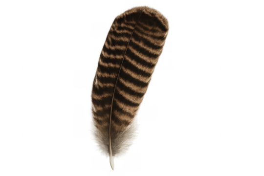 Detailed feather with brown stripes isolated on transparent background, perfect for nature-themed designs